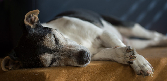 Adopting an old dog could be a realised dream.