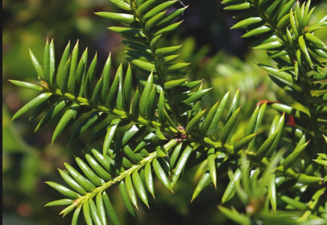 There are fewer than 600 Florida Torreya trees remaining in Northern Florida.