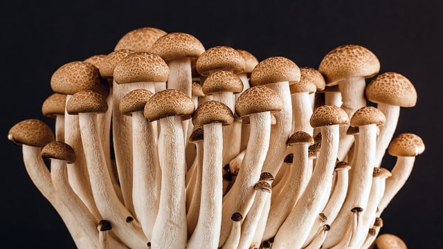 Plastic eating mushrooms,