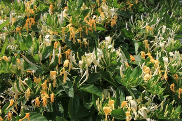 Japanese Honeysuckle is one of the most invasive plants in the USA.