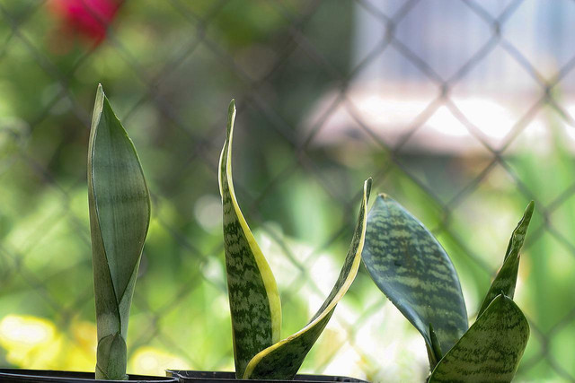 Snake plants are the best plant for bedrooms.