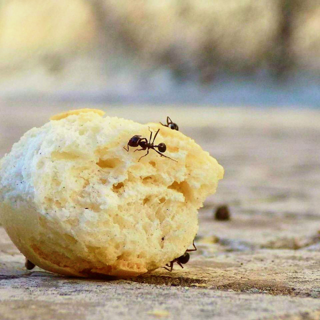 Clean up any fallen crumbs to reduce the amount of ants entering your house.