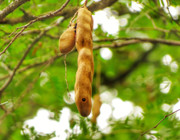 what is tamarind