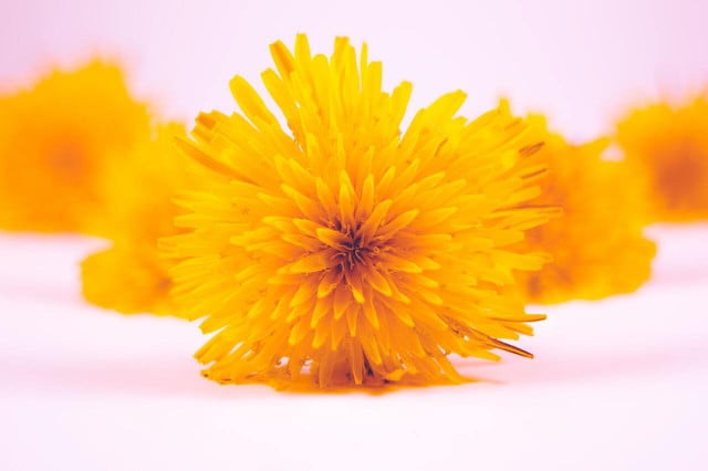 Dandelion flowers can add a pop of color to salads and baked goods. 