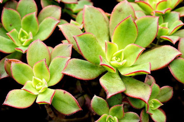 Aeonium is a genus of about 35 species of succulent and comes in many shapes and shades.