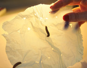 Raupen fressen Plastik