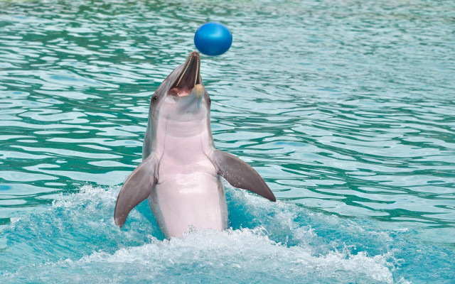 Dolphin Play Speciesism