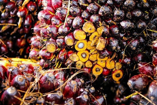 Palm oil could be sustainable if the right regulations were enforced.