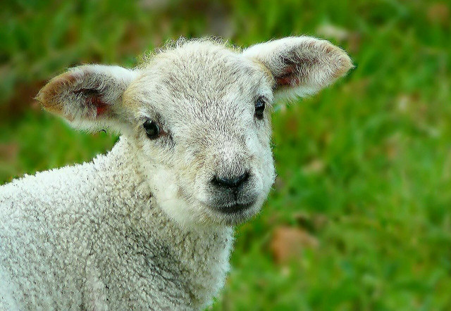 Sheep dipping may become an archaic practice as farmers explore organic wool harvesting methods.