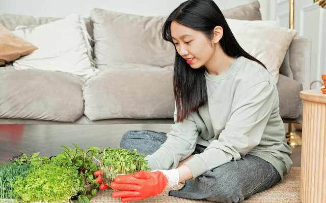 Microgreens' benefits include that you can grow them easily at home. 