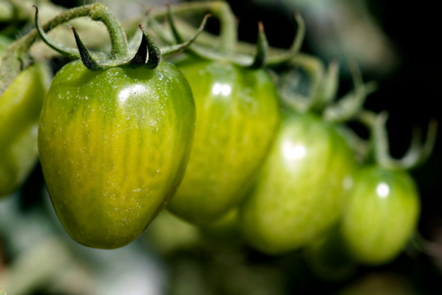 When it comes to saving tomato seeds, you should look for open-pollinated or heirloom varieties. 