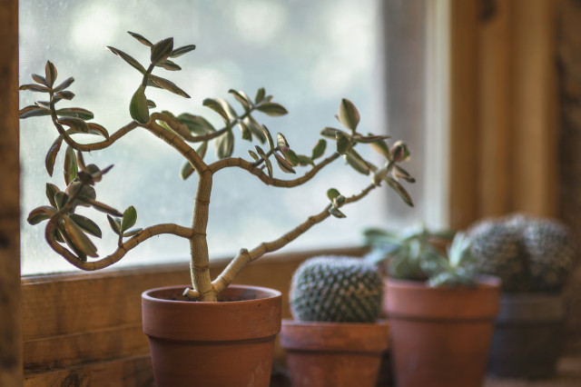 Houseplants make great gifts for environmentalists.