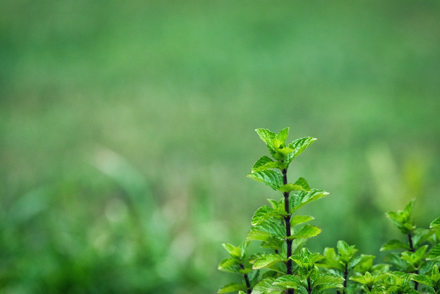 Spearmint is easy to cultivate and wasps will avoid its fresh scent.