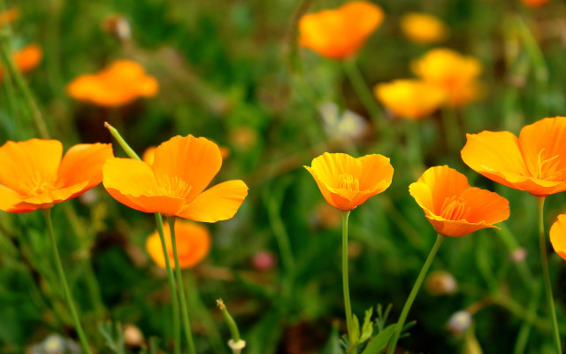 bumblebee flowers 