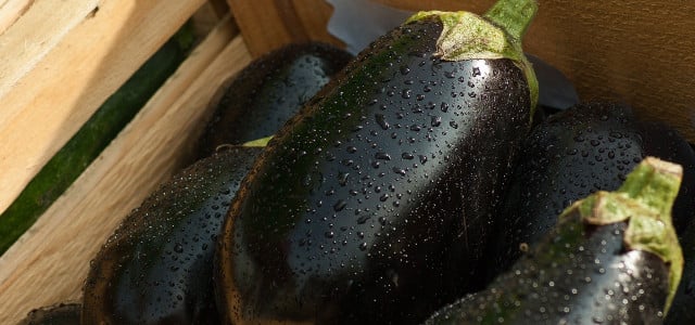 how to freeze eggplant