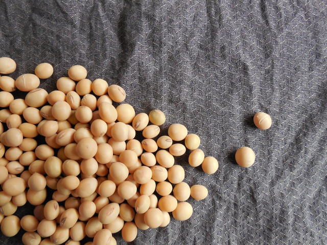 Soybeans are soaked for up to fourteen hours.