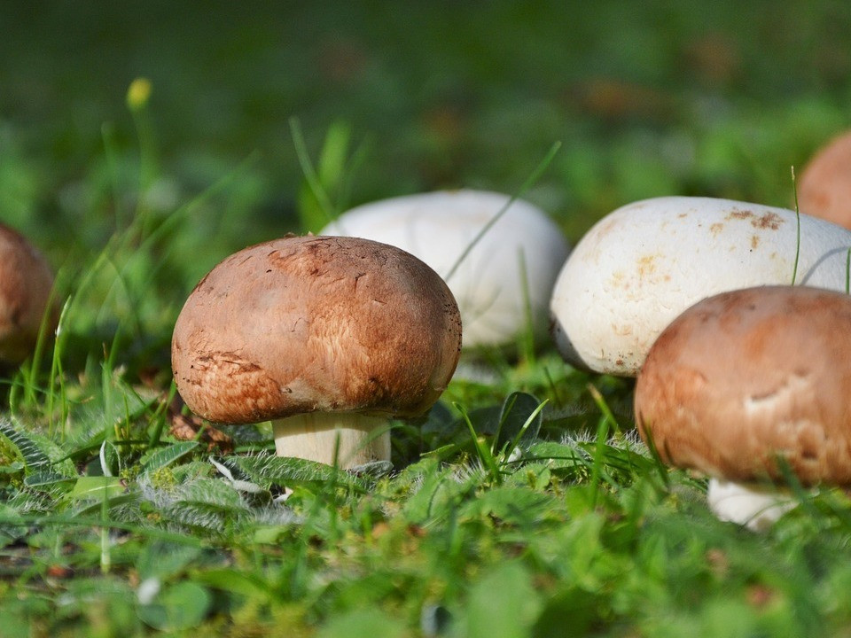 The Complete Guide to Paddy Straw Mushrooms