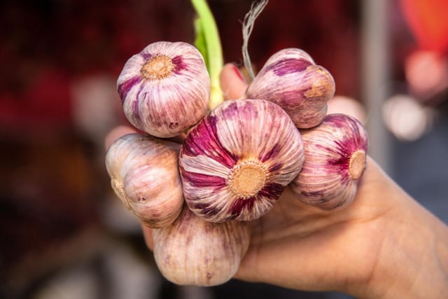 Garlic will reach its maximum size if scapes cut as they begin to grow.