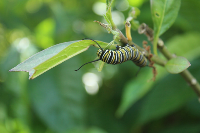 Give monarchs a place to thrive by planting milkweed seeds yourself.