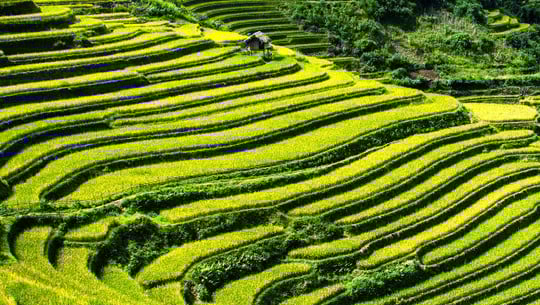terraced farming