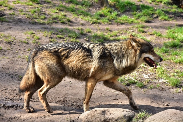 Sadly, it's estimated there are 35 or fewer red wolves still in the wild.