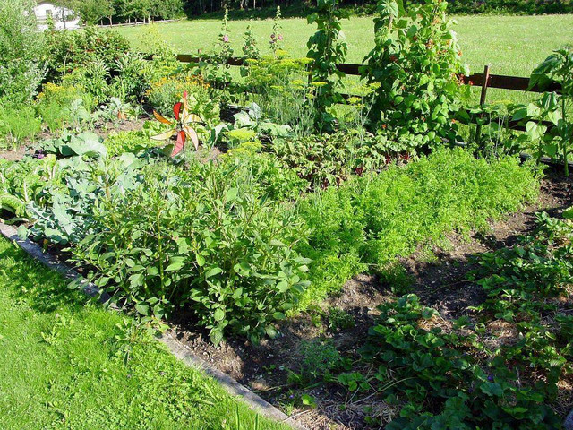 Permaculture certainly takes time to understand the complex techniques and practices that can be used especially in deeming what is most suitable for your local environment. 