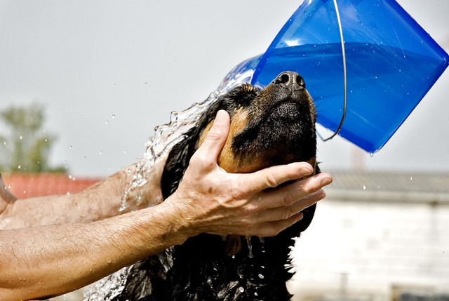 Avoid getting your DIY dog shampoo in your dog's eyes and remember not all essential oils are safe for them