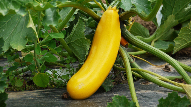 how to freeze yellow squash