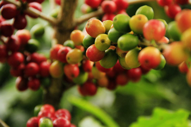 Coffee plants grow in topical climates. 