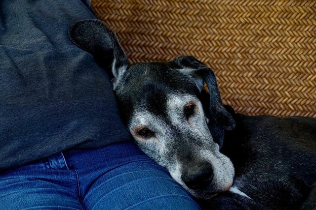 Sadly adopting an older dog means having less time to enjoy their loving company.