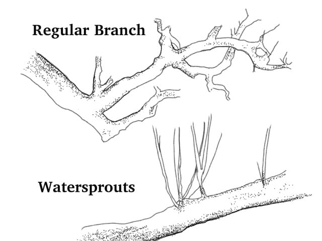 You can identity watersprouts by their angle.