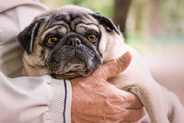 There are many organizations out there that will help you in adopting a senior dog.