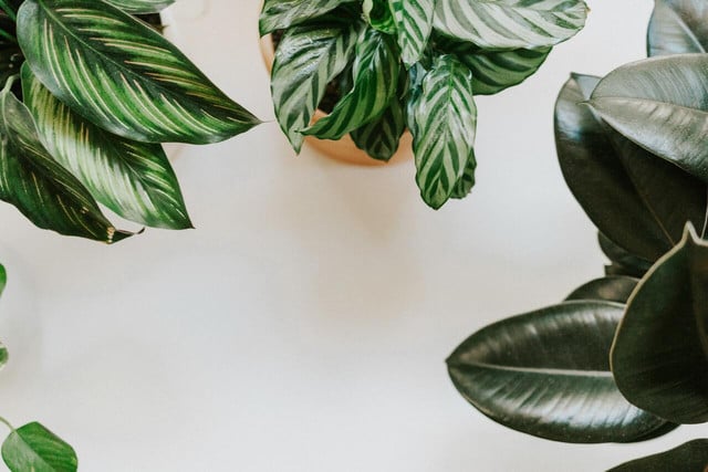 Indoor plants are great for mental health, and indoor rubber trees are even better.