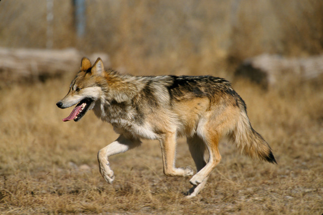 The U.S. Fish and Wildlife Service has a Mexican Gray Wolf Recovery Plan that was introduced in the 90s and revised constantly.