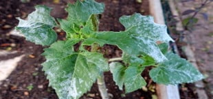 powdery mildew treatment