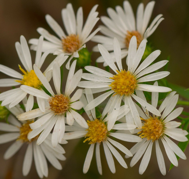 Frost asters can carpet the ground