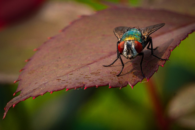 Insects can pose real challenges in the garden or in the house.