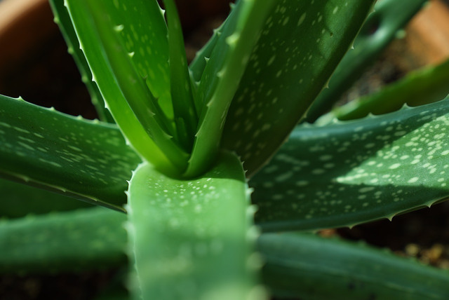 Aloe vera juice is full of health benefits.