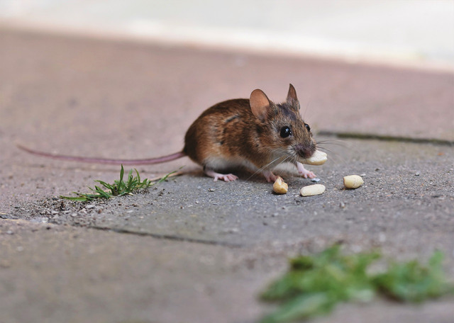 Use scent to catch a mouse without a trap.