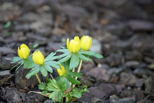 Winter Aconite brightens February with its sunshine-yellow colour.