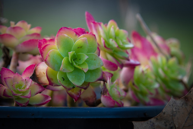 Succulents need proper drainage, light, and water in order to thrive. Here are some tips for maintaining proper care.