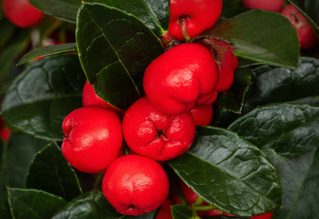 Wintergreens grow low and will spread to fill a container.