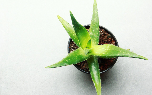 how to grow aloe vera from leaf