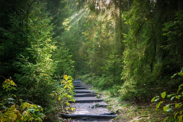 Forest bathing is a great outdoor yoga alternative.