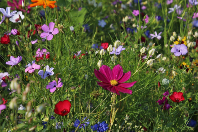 You can easily help bees by planting bee-friendly flowers in your garden