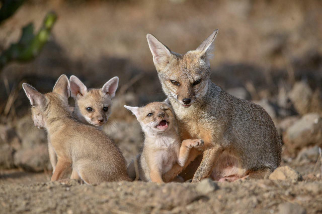 The San Joaquin kit fox is one of the smallest species of fox.