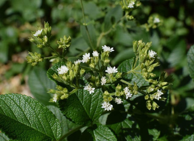 Stevia is a potentially safe and sustainable alternative to sugar.