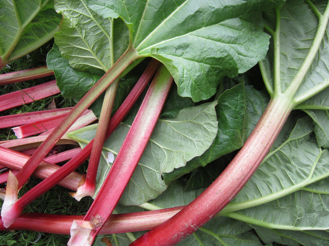Rhubarb leaves contain oxalic acid, which can be toxic to humans. 