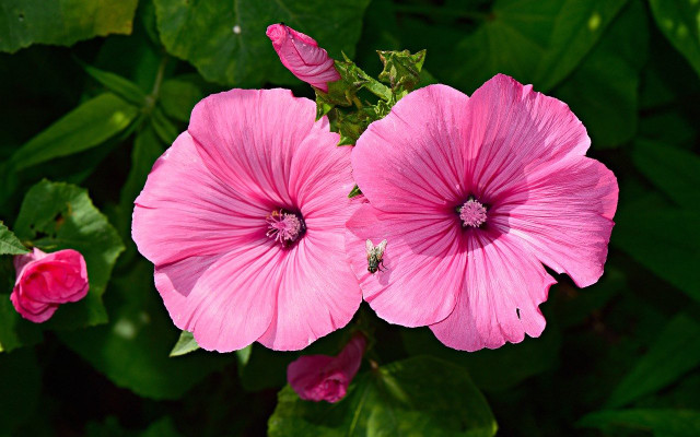 plants for bees hibiscus