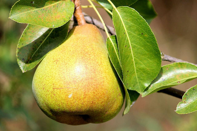 Pears are a versatile and tasty option on the low end of the glycemic index of fruits.